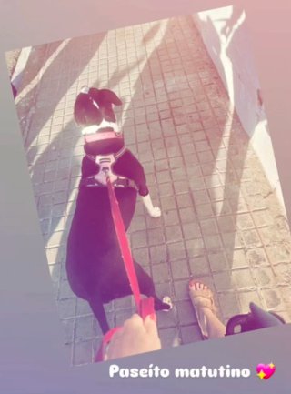 ¡Paseo perros!