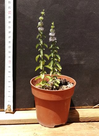Mentha Suaveolens Mistranzo