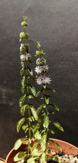 Mentha Suaveolens Mistranzo