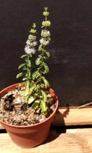 Mentha Suaveolens Mistranzo
