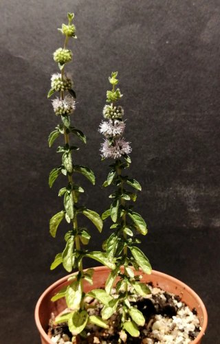 Mentha Suaveolens Mistranzo