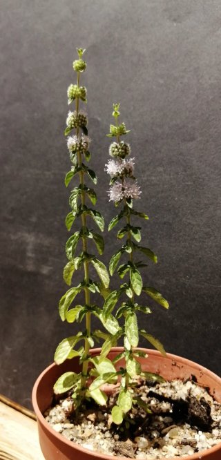 Mentha Suaveolens Mistranzo