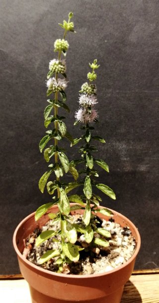 Mentha Suaveolens Mistranzo