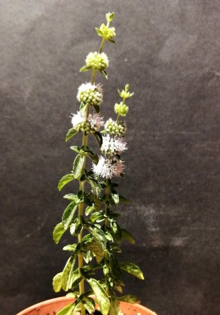 Mentha Suaveolens Mistranzo