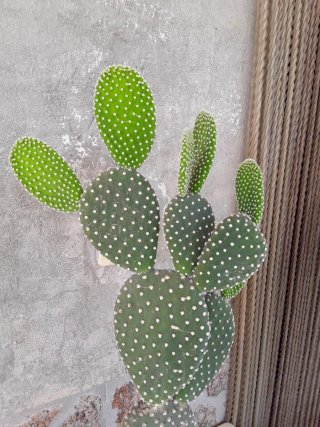 Cactus Opuntia