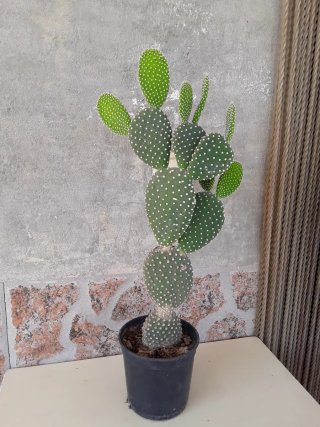 Cactus Opuntia