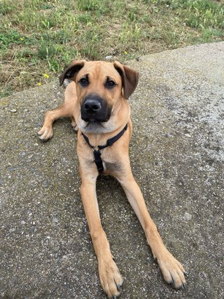 Paseador de perros en Barcelona