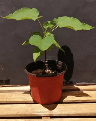 Catalpa bignonioides