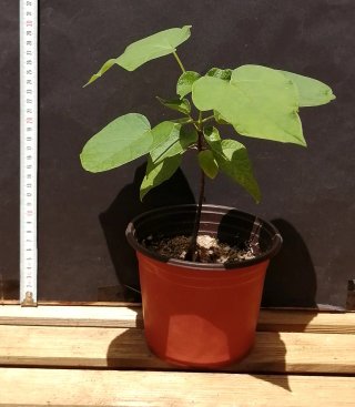 Catalpa bignonioides