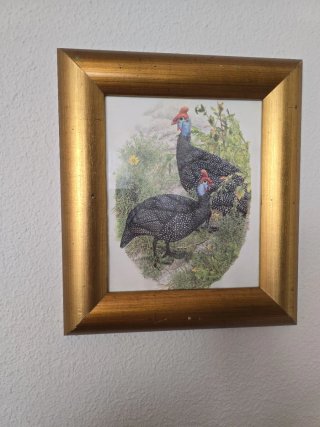 Cuadro Vintage Aves Marco Dorado
