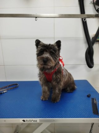 Se busca Peluquera / o canino playa San juan