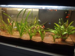 Pecera con plantas y peces