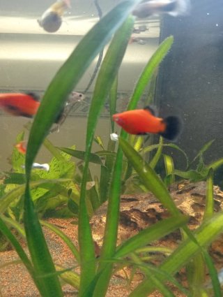 Pecera con plantas y peces
