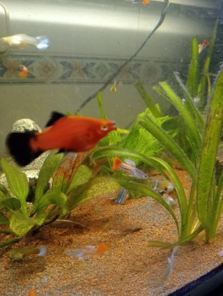 Pecera con plantas y peces
