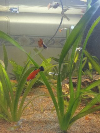 Pecera con plantas y peces