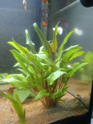 Pecera con plantas y peces