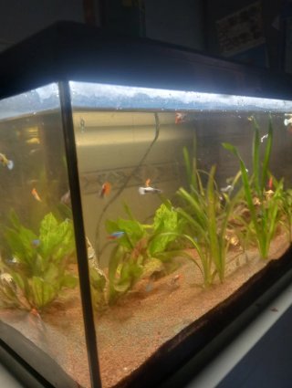 Pecera con plantas y peces