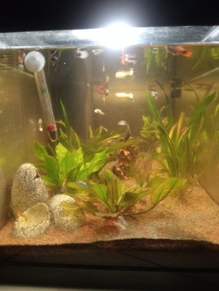 Pecera con plantas y peces