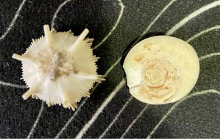 2 rare conchiglie da collezione vedi foto