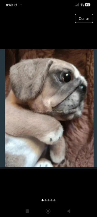 Peluche perro bebé