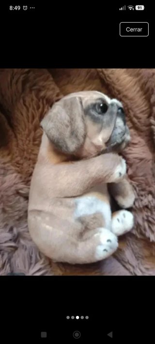 Peluche perro bebé