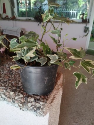 Pianta di edera variegata