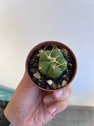 Gymnocalycium horstii