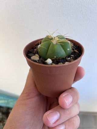 Gymnocalycium horstii