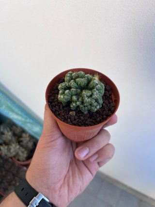 Cereus peruvianus mostruosus crested