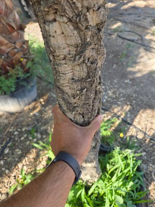 2 Alcornoques en maceta Quercus suber