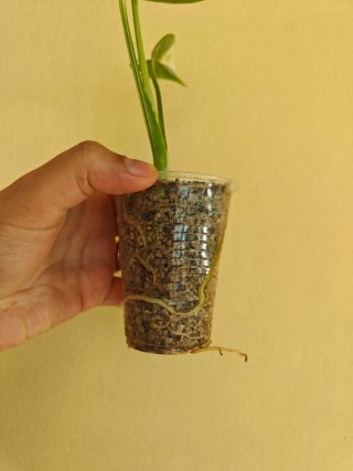 Monstera per sincy