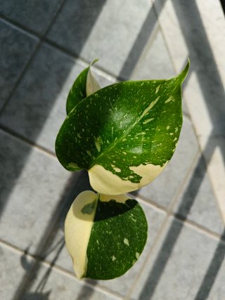 Monstera per sincy