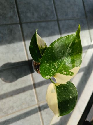 Monstera per sincy