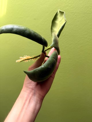 Hoya Calycina talea radicata