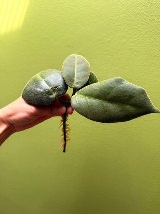 Hoya Calycina talea radicata