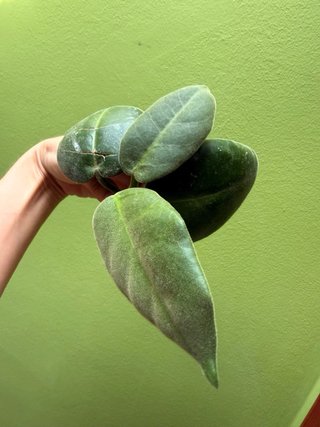 Hoya Calycina talea radicata
