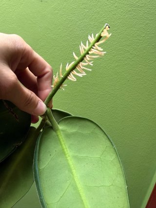 Hoya Calycina talea radicata