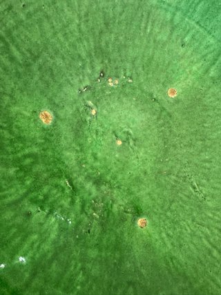 Lote 2 Lebrijas Cerámica