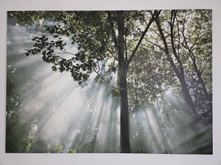 Cuadro Bosque Rayos de Sol Ikea 200 x 140