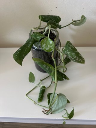 Talea Scindapsus pictus (Pothos argentato)