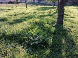 Solar en venta en Calvià en Calvià