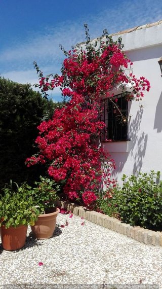 Chalet en venta en Carmona