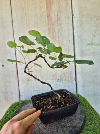 Prebonsai Cercis siliq. 4505
