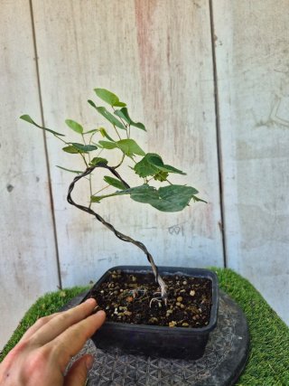 Prebonsai Cercis siliq. 4505
