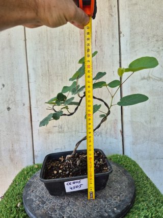 Prebonsai Cercis siliq. 4505