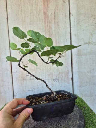 Prebonsai Cercis siliq. 4505