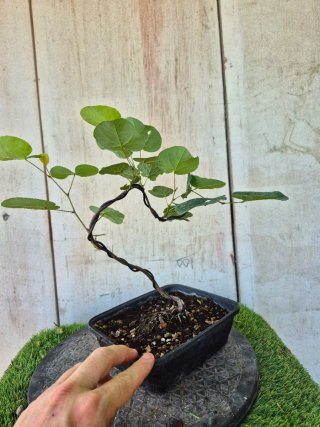 Prebonsai Cercis siliq. 4505