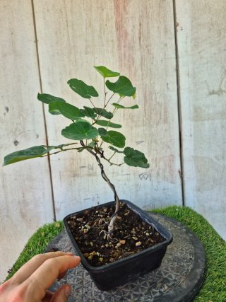 Prebonsai Cercis siliq. 4505