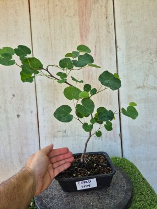 Prebonsai Cercis siliq. 4504
