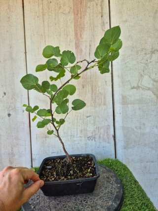 Prebonsai Cercis siliq. 4504